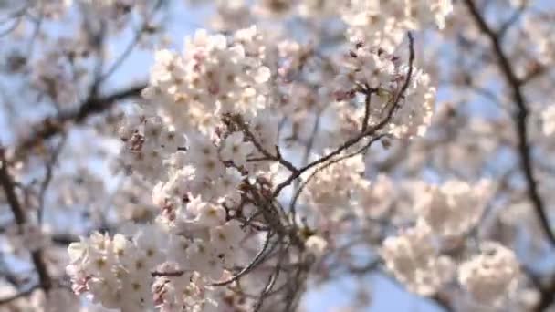 Cherry Blossom Wiatr Twardy Zamknij Strzał Rzeki Kanda Jego Kwitnącej — Wideo stockowe