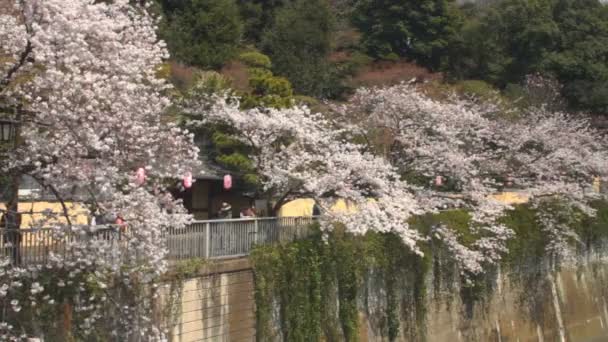 Cherry Blossom Foco Padrão Tiro Longo Tiro Rio Kanda Nerima — Vídeo de Stock