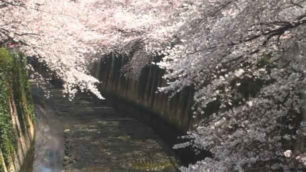 Cherry Blossom Középső Lövés Kanda Folyó Annak Cseresznyevirág Tokióban Fényképezőgép — Stock videók