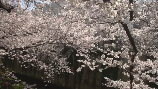 Kiraz Çiçeği Orta Derin Odak Kanda Nehirde Vurdu Onun Tokyo — Stok video