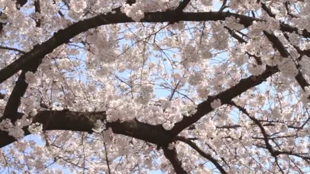 Cherry Blossom Milde Wind Sluit Schot Kanda Rivier Zijn Een — Stockvideo