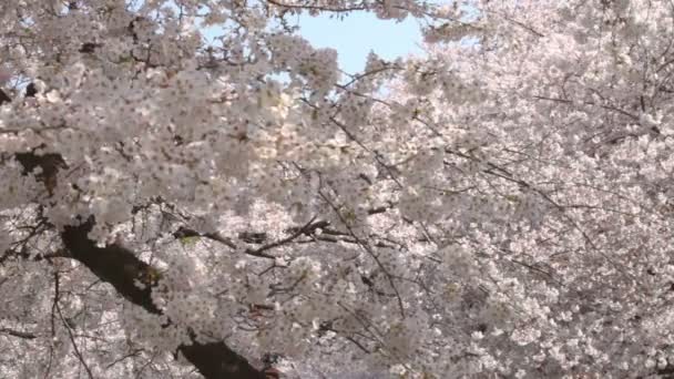 Flor Cerezo Suave Viento Profundo Foco Río Kanda Una Flor — Vídeo de stock