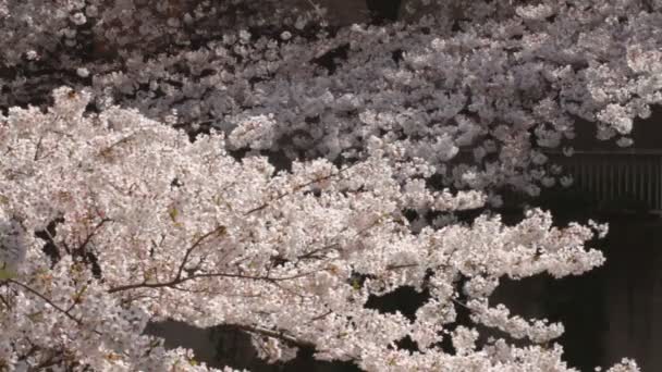 Cherry Blossom Viento Suave Tiro Medio Río Kanda Una Flor — Vídeo de stock