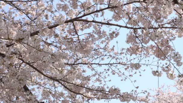 樱花与早午餐中拍摄在神田河 它在东京有一朵樱花 摄像头 Eos — 图库视频影像