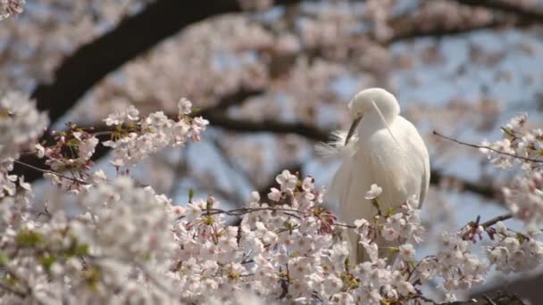 Cherry Blossom Heron Lövés Kanda Folyó Zárja Annak Cseresznyevirág Tokióban — Stock videók