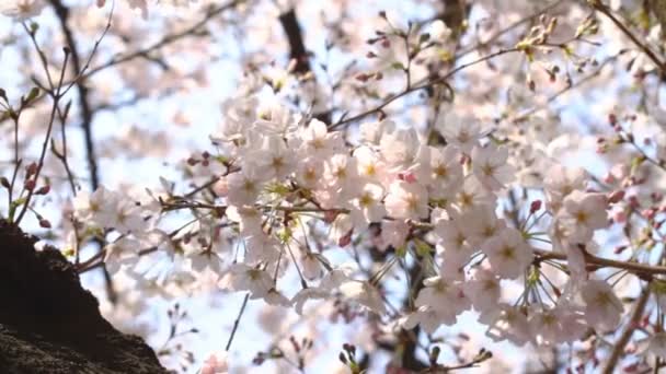 Flor Cerezo Con Árboles Almuerzos Río Kanda Una Flor Cerezo — Vídeo de stock