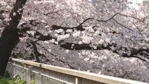 Цветущая Вишня Стандартным Фокусом Реке Канда Цветок Вишни Токио Камера — стоковое видео