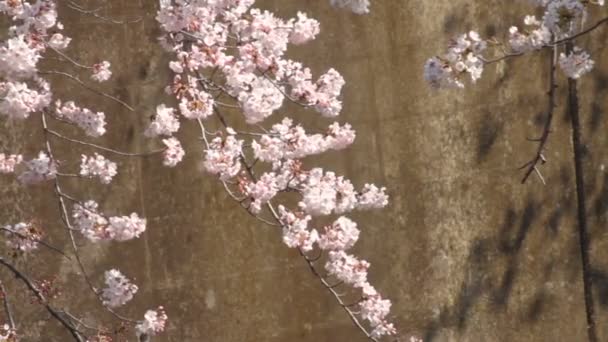 Cherry Blossom Close Shot Deep Focus Una Flor Cerezo Tokio — Vídeo de stock