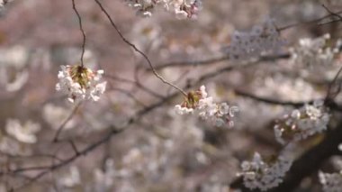 Kiraz çiçeği yakın çekim / onun Tokyo'da bir kiraz çiçeği. fotoğraf makinesi: Canon Eos 7d