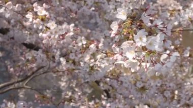 Kiraz çiçeği ihtimal sert rüzgar / onun Tokyo'da bir kiraz çiçeği. fotoğraf makinesi: Canon Eos 7d