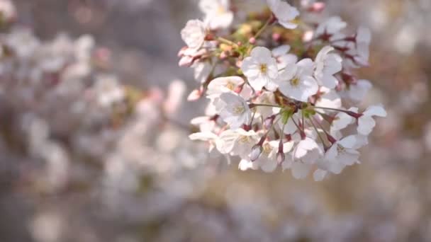 Flor Cerezo Primer Plano Viento Fuerte Una Flor Cerezo Tokio — Vídeo de stock