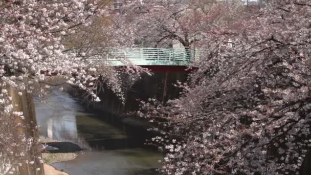 Flor Cerezo Largo Tiro Detrás Del Puente Una Flor Cerezo — Vídeo de stock