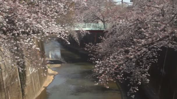 Fiore Ciliegio Middel Girato Dietro Ponte Fiore Ciliegio Tokyo Macchina — Video Stock