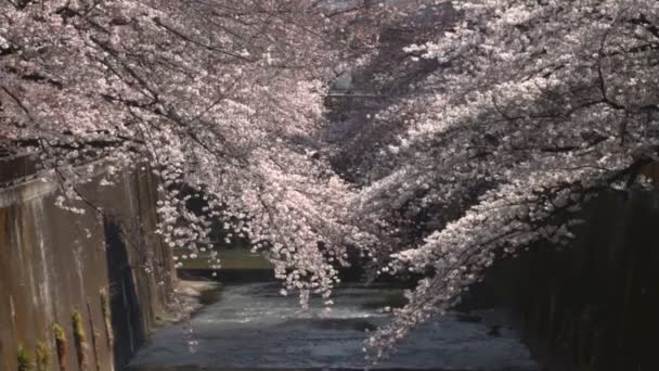Вишневий Цвіт Близькому Вистрілив Глибокий Фокус Його Вишні Токіо Камери — стокове відео