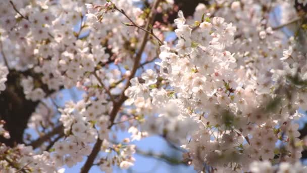 Flor Cerezo Largo Tiro Viento Suave Una Flor Cerezo Tokio — Vídeo de stock