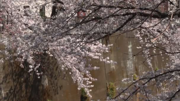 Cherry Blossom Middle Shot Soft Wind Una Flor Cerezo Tokio — Vídeo de stock