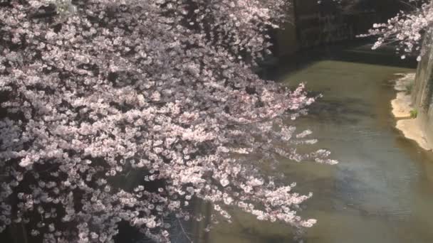 Flor Cerezo Medio Del Tiro Sobre Río Una Flor Cerezo — Vídeo de stock