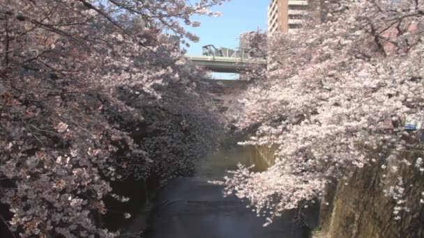 穏やかな風をワイド ショット桜 東京の桜 カメラ キヤノン Eos — ストック動画