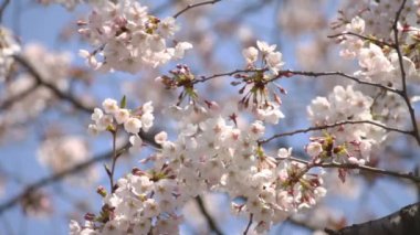 Kiraz çiçeği bruches ile yakın atış / onun Tokyo'da bir kiraz çiçeği. fotoğraf makinesi: Canon Eos 7d
