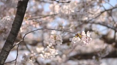 Kiraz çiçeği ağaç ile yakın çekim / onun Tokyo'da bir kiraz çiçeği. fotoğraf makinesi: Canon Eos 7d
