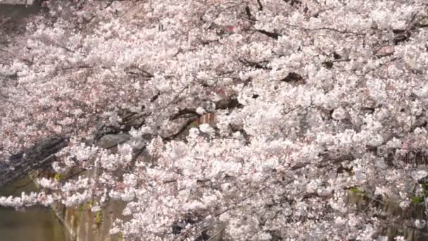 Cerezo Blossom Amplio Tiro Enfoque Estándar Una Flor Cerezo Tokio — Vídeos de Stock