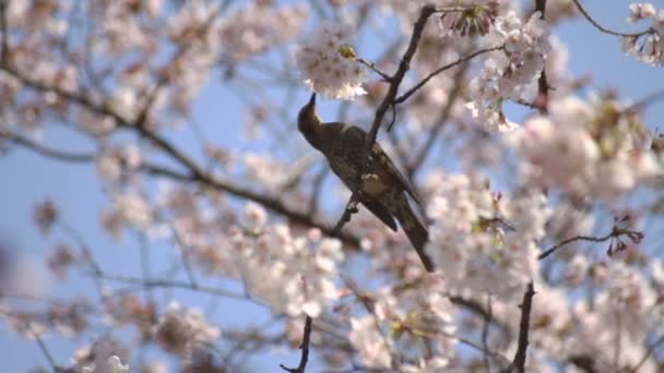 Cherry Blossom Bird Close Shot Its Cherry Blossom Tokyo Camera — Stock Video