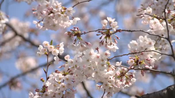 Fiore Ciliegio Con Bruchi Close Shot Fiore Ciliegio Tokyo Macchina — Video Stock