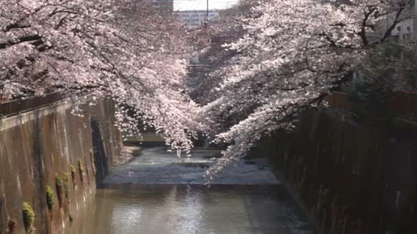 Cherry Blossom Tiro Largo Foco Profundo Uma Flor Cereja Tóquio — Vídeo de Stock