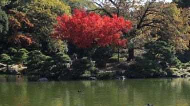 Japon bahçe kırmızı dahil olmak üzere Tokyo geniş atış derin odak bırakır. / Onun Japonya geleneksel bir konumda. fotoğraf makinesi: Canon Eos 7d