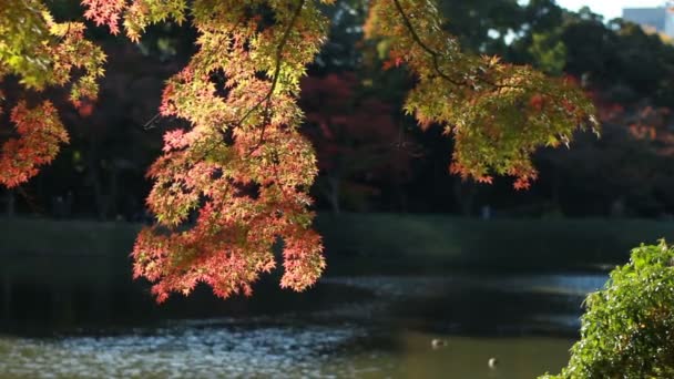 Őszi Levelek Tónál Kiyosumishirakawa Közeli Lövés Japán Hagyományos Környezetben Fényképezőgép — Stock videók