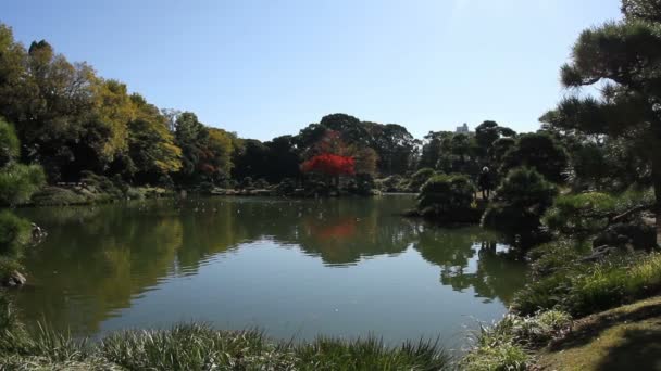 赤を含む秋の日本庭園の広い撮影東京の葉します その日本の伝統的な場所 カメラ キヤノン Eos — ストック動画