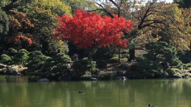 Japanese Garden Including Red Leaves Tokyo Wide Shot Deep Focus — Stock Video