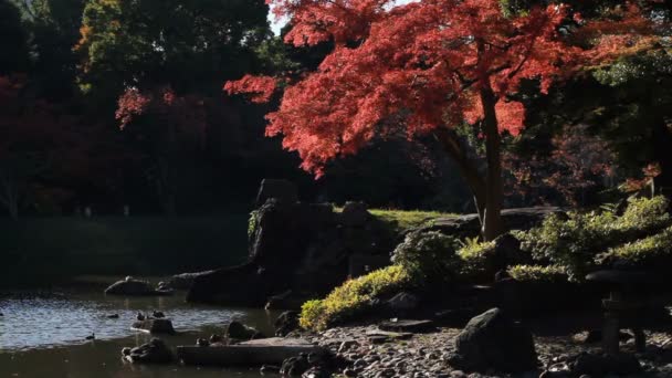 Rote Blätter Japanischen Garten Bei Kiyosumishirakawa Middle Shot Deep Focus — Stockvideo