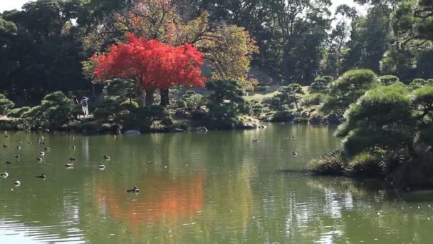 Czerwonych Liści Pobliżu Jeziora Kiyosumi Ogród Środku Strzał Jego Tradycyjnych — Wideo stockowe