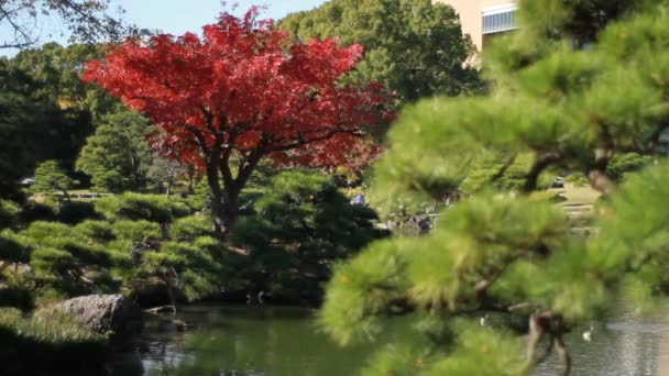 清澄白河フロント ラック フォーカスで葉の赤を含む日本庭園 日本で伝統的な場所 カメラ キヤノン Eos — ストック動画