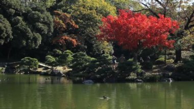 Japon bahçe kırmızı dahil olmak üzere geniş standart odak vurdu Tokyo'da bırakır / onun Japonya geleneksel bir konumda. fotoğraf makinesi: Canon Eos 7d