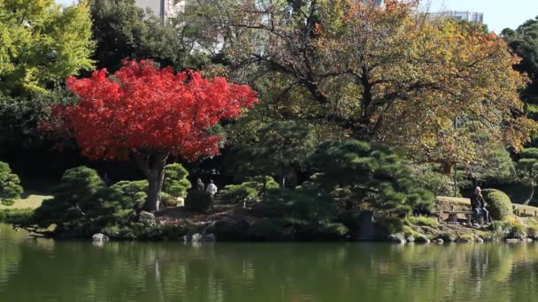 東京の広いショットで葉の赤を含む日本庭園 日本で伝統的な場所 カメラ キヤノン Eos — ストック動画