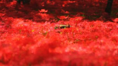 Amaryllis küme / onun Japonya doğa konum. 4k ve zaman atlamalı. fotoğraf makinesi: Canon Eos 7d