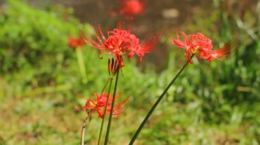 Amaryllis küme / onun Japonya doğa konum. 4k ve zaman atlamalı. fotoğraf makinesi: Canon Eos 7d