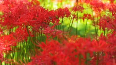 Amaryllis küme / onun Japonya doğa konum. 4k ve zaman atlamalı. fotoğraf makinesi: Canon Eos 7d