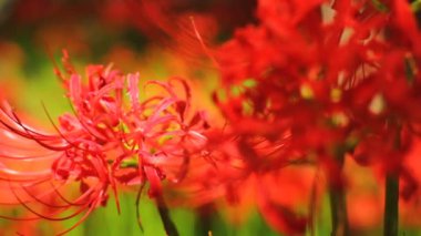 Amaryllis küme / onun Japonya doğa konum. 4k ve zaman atlamalı. fotoğraf makinesi: Canon Eos 7d