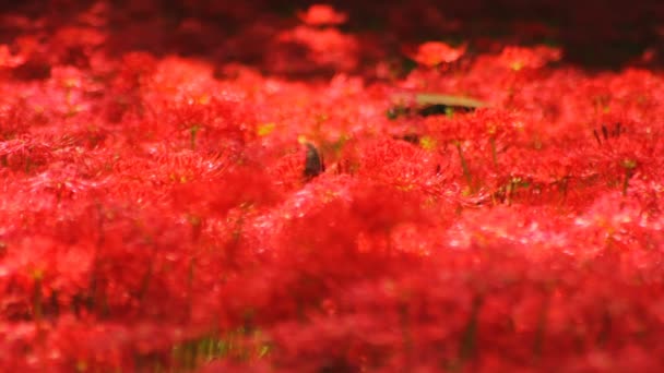 Amaryllis Küme Onun Japonya Doğa Konum Zaman Atlamalı Fotoğraf Makinesi — Stok video