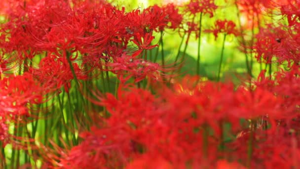 Cluster Amaryllis Uma Localização Natural Japão Lapso Tempo Câmera Canon — Vídeo de Stock