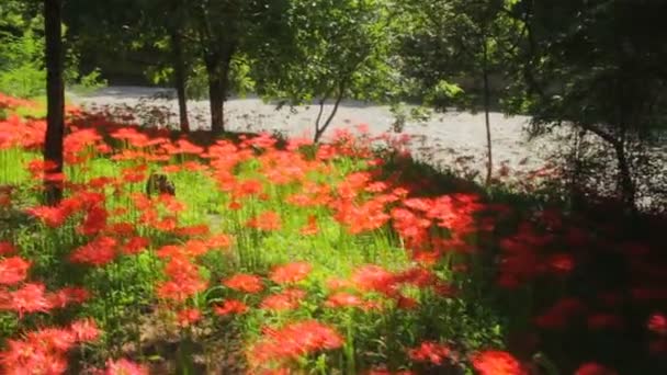 Cluster Amarillis Una Posizione Naturale Giappone Time Lapse Macchina Fotografica — Video Stock