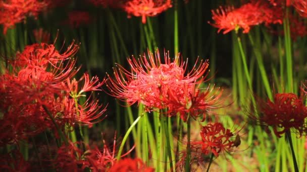 Cluster Amaryllis Uma Localização Natural Japão Lapso Tempo Câmera Canon — Vídeo de Stock