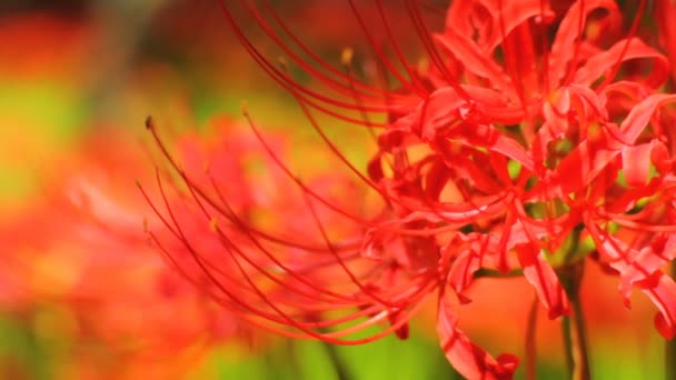 Cluster Amaryllis Its Nature Location Japan Time Lapse Camera Canon — Stock Video