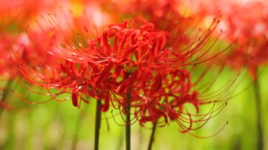 Amaryllis küme / onun Japonya doğa konum. 4k ve zaman atlamalı. fotoğraf makinesi: Canon Eos 7d