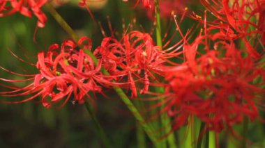 Amaryllis küme / onun Japonya doğa konum. 4k ve zaman atlamalı. fotoğraf makinesi: Canon Eos 7d