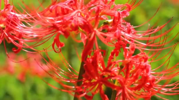 Clusteru Amarylis Jeho Přírodní Lokalita Japonsku Čas Zanikla Fotoaparát Canon — Stock video