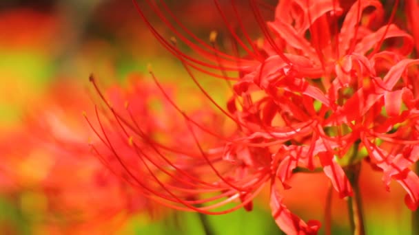 Amaryllis Küme Onun Japonya Doğa Konum Zaman Atlamalı Fotoğraf Makinesi — Stok video